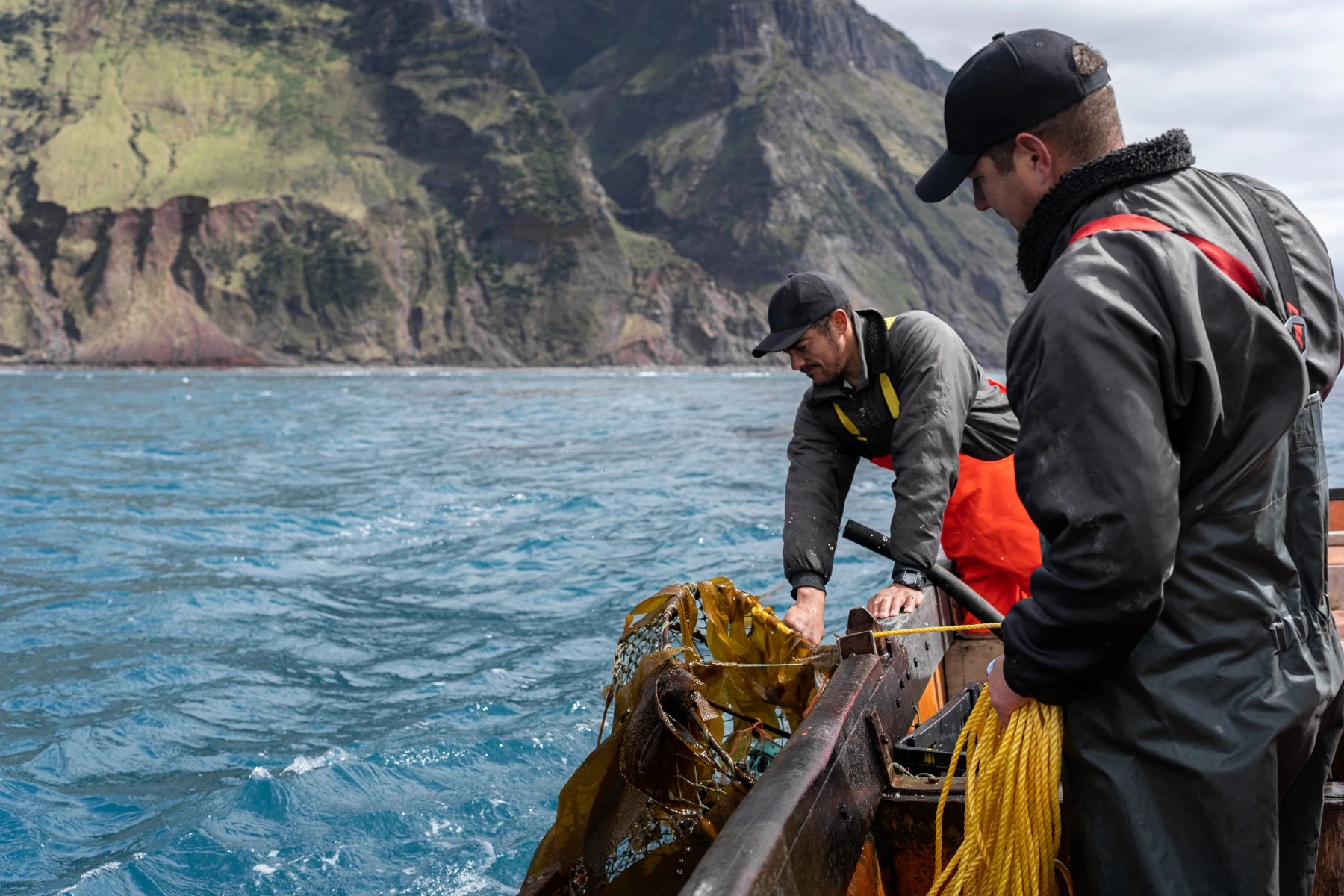 Kelp beneath the sea
